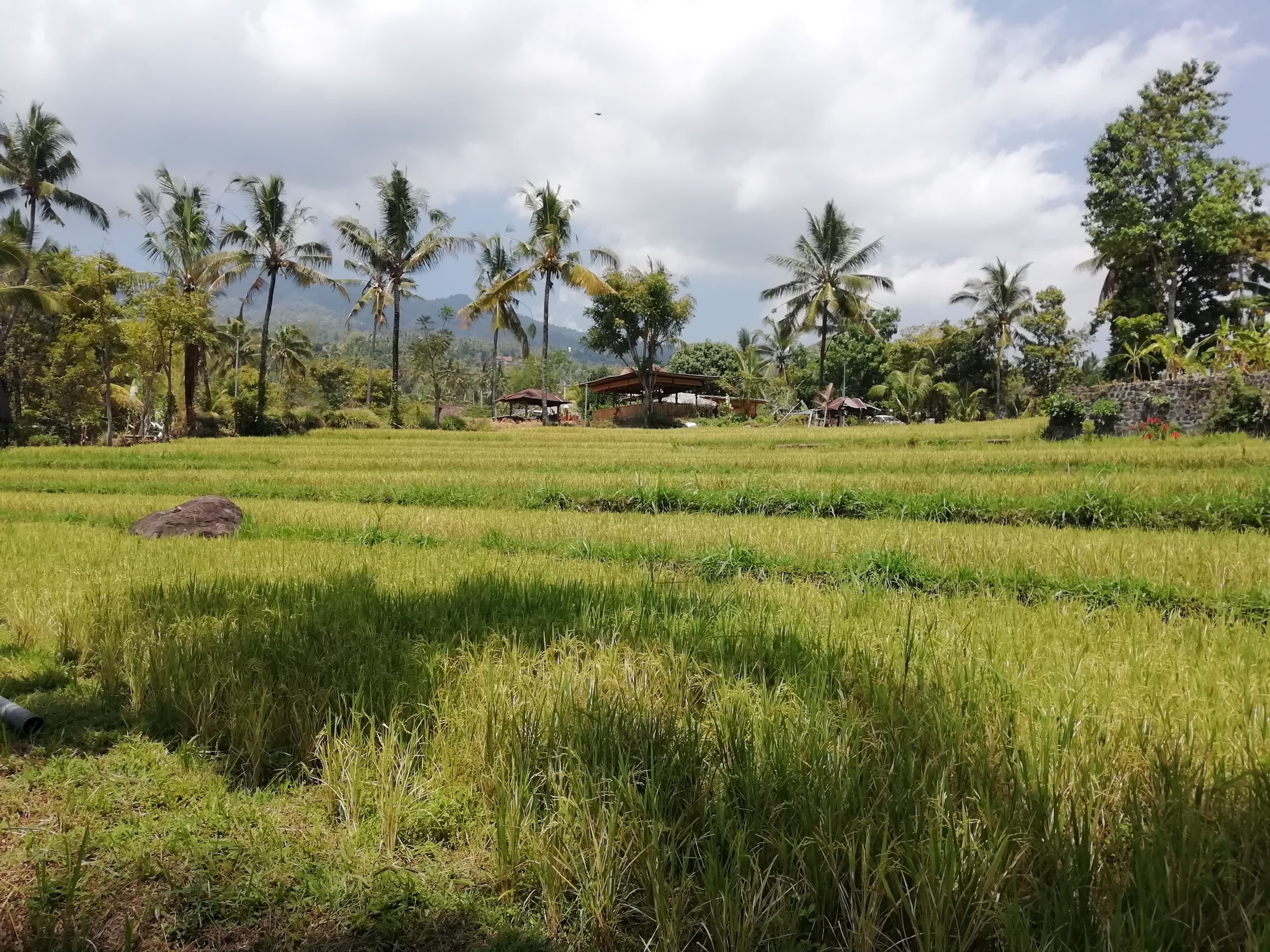 rizieres bali